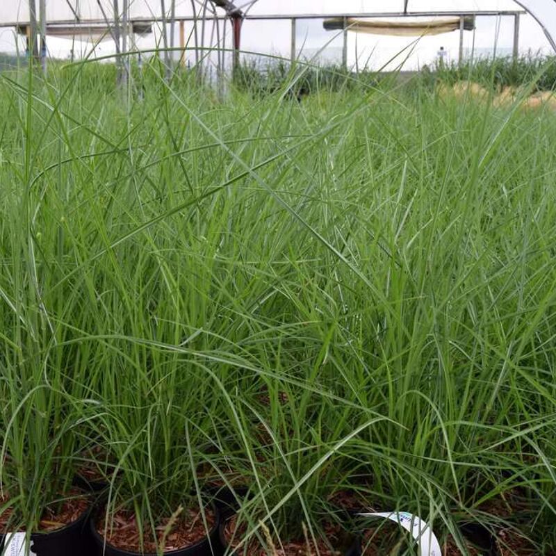 Miscanthus sinensis 'Silberspinne' ---